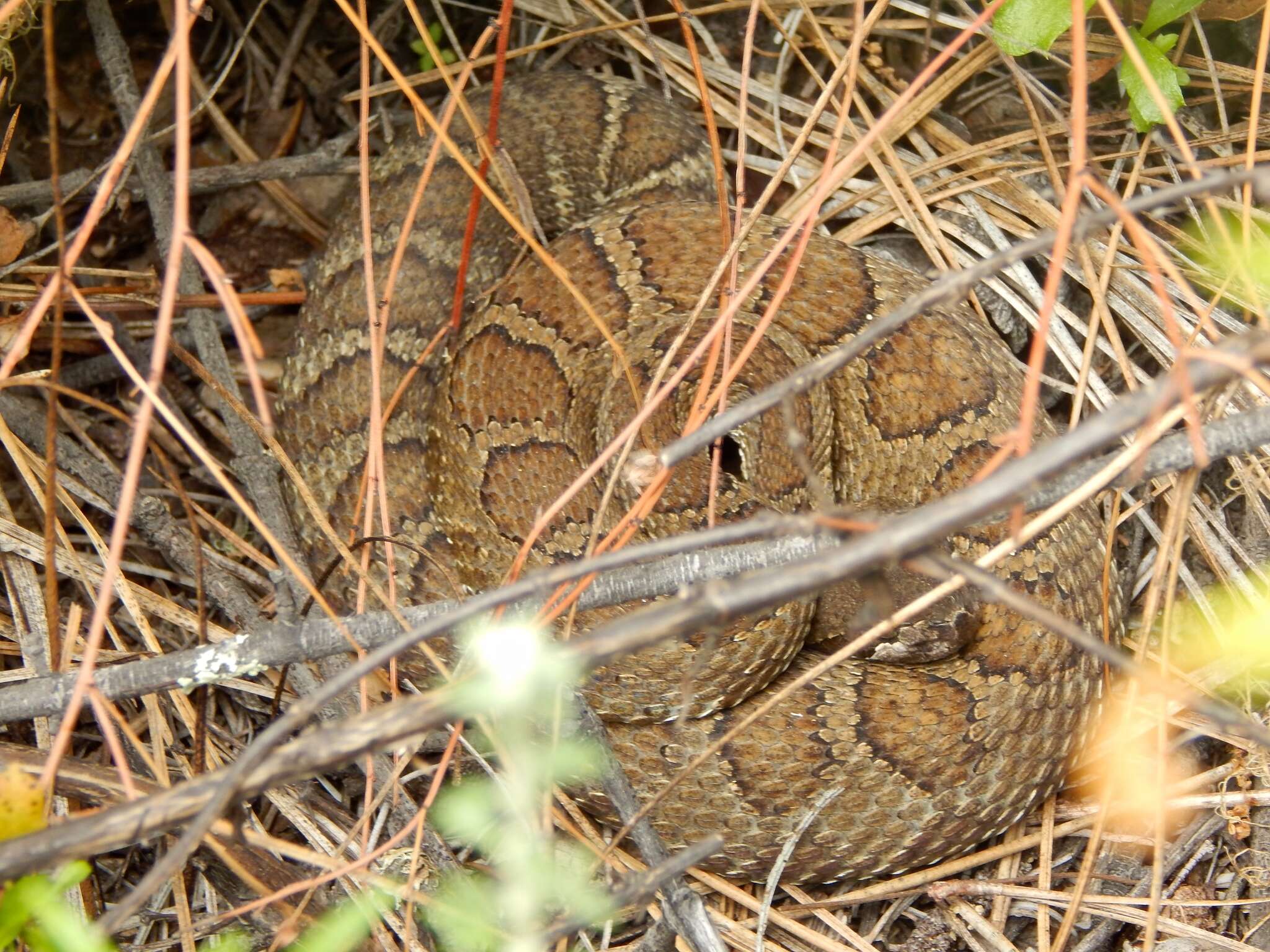 Image of Crotalus oreganus oreganus Holbrook 1840