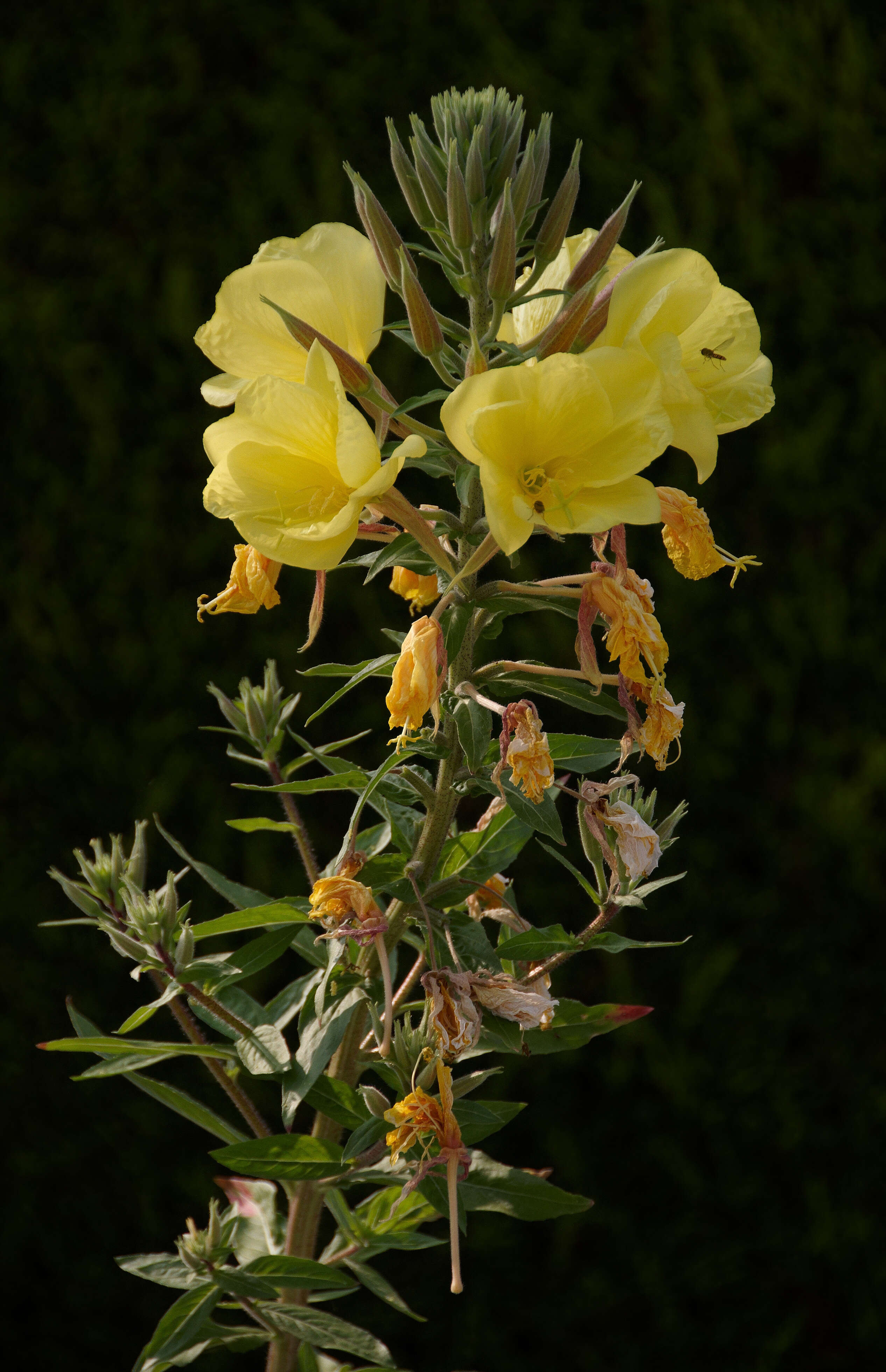 Imagem de Oenothera glazioviana M. Micheli