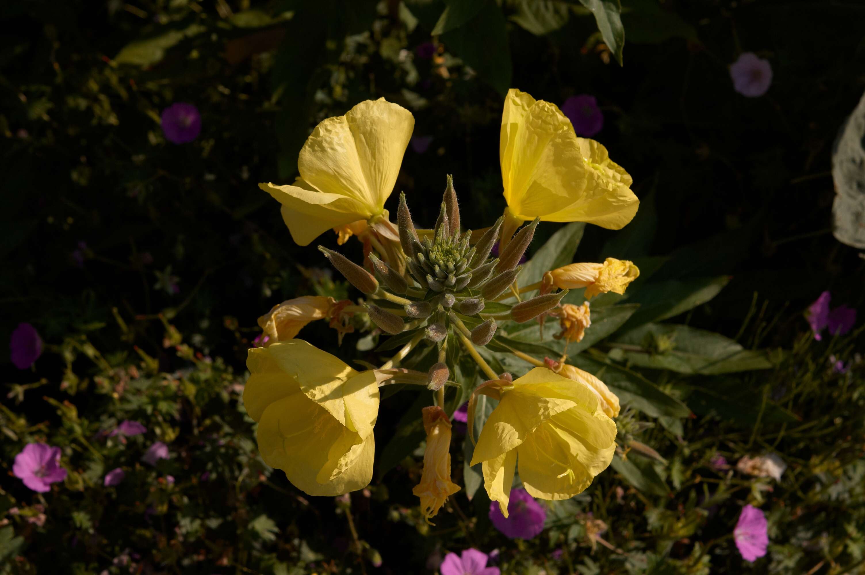 Imagem de Oenothera glazioviana M. Micheli