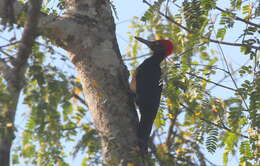 Image of White-bellied Woodpecker