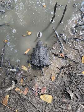 Image of South American snapping turtle