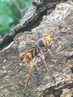 Imagem de Xylotrechus (Xyloclytus) chinensis (Chevrolat 1852)