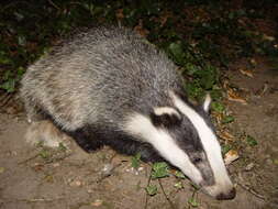 Image of badger