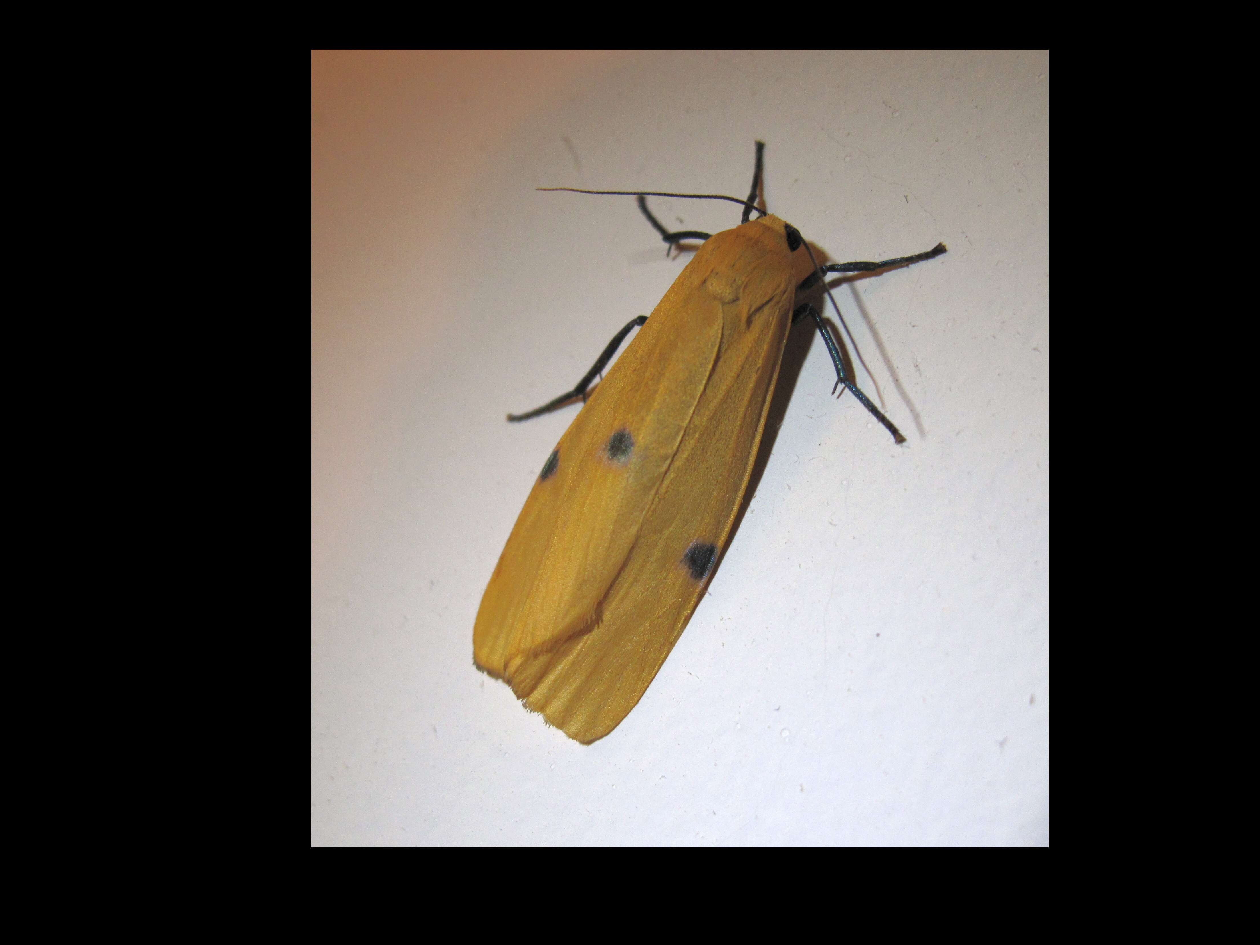 Image of four-spotted footman