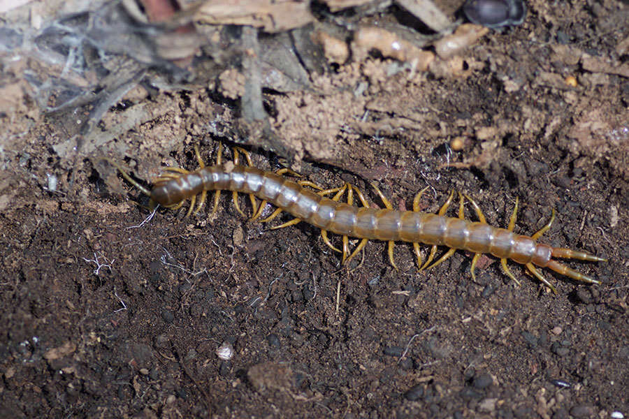 Image of Ethmostigmus rubripes (Brandt 1840)