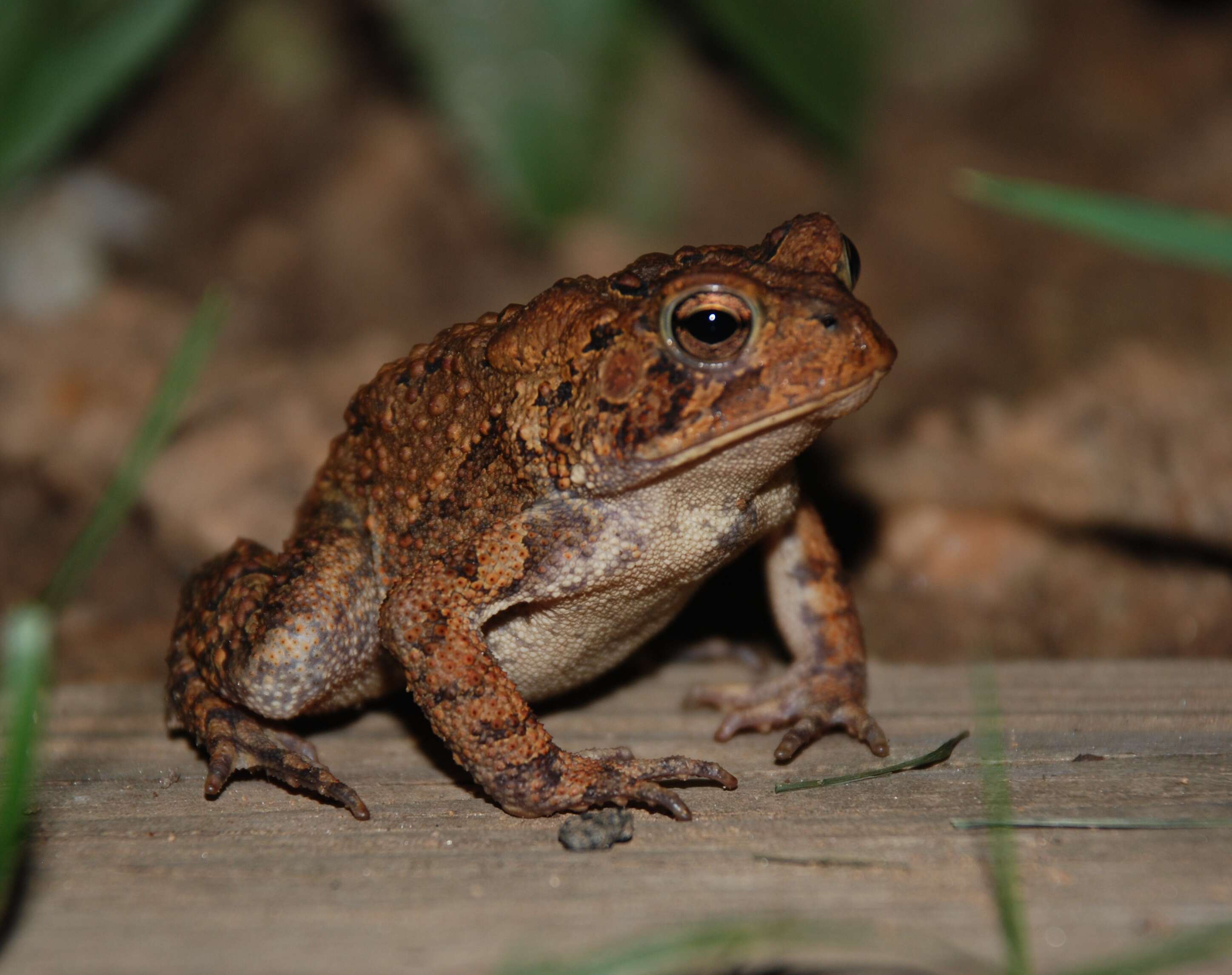 Imagem de Anaxyrus americanus (Holbrook 1836)