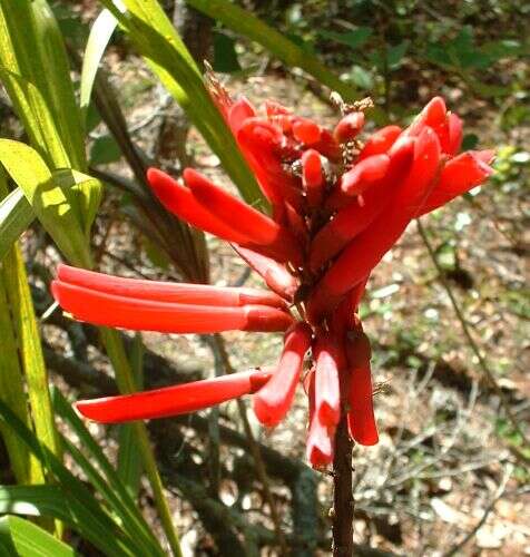 Слика од Erythrina herbacea L.