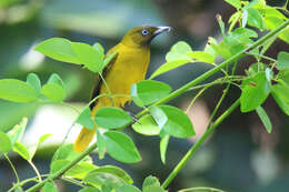 Image of Andaman Bulbul