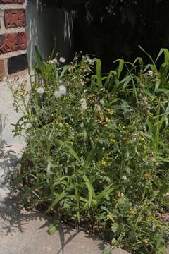 Image of groundsel