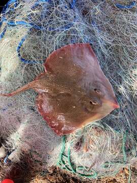 Image of Starry skate