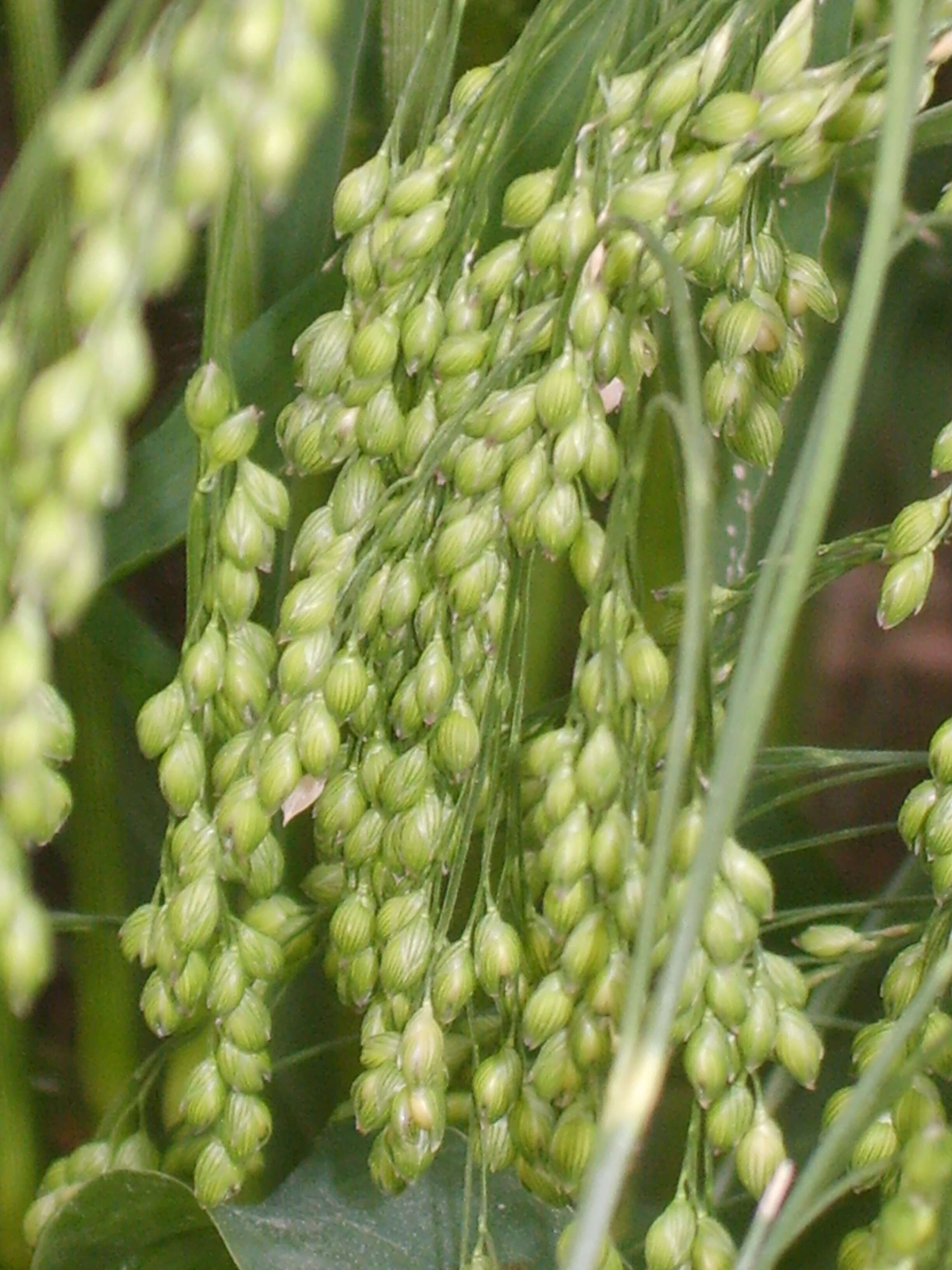 Imagem de Panicum miliaceum L.