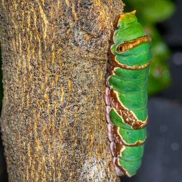 Слика од Papilio ambrax Boisduval 1832