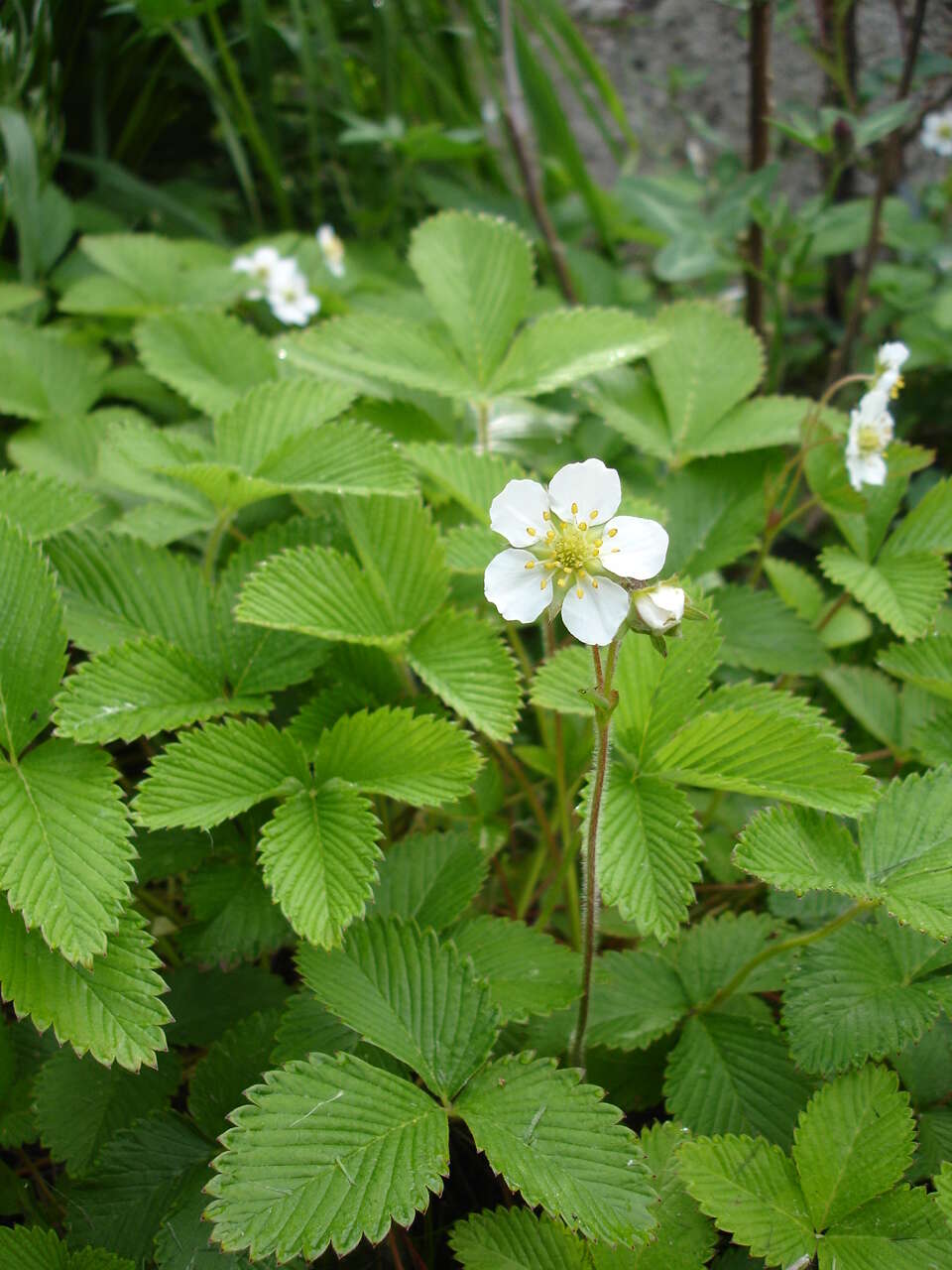 Image of Fragaria nipponica Makino