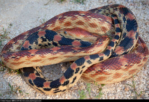 Image of Cape Gopher Snake