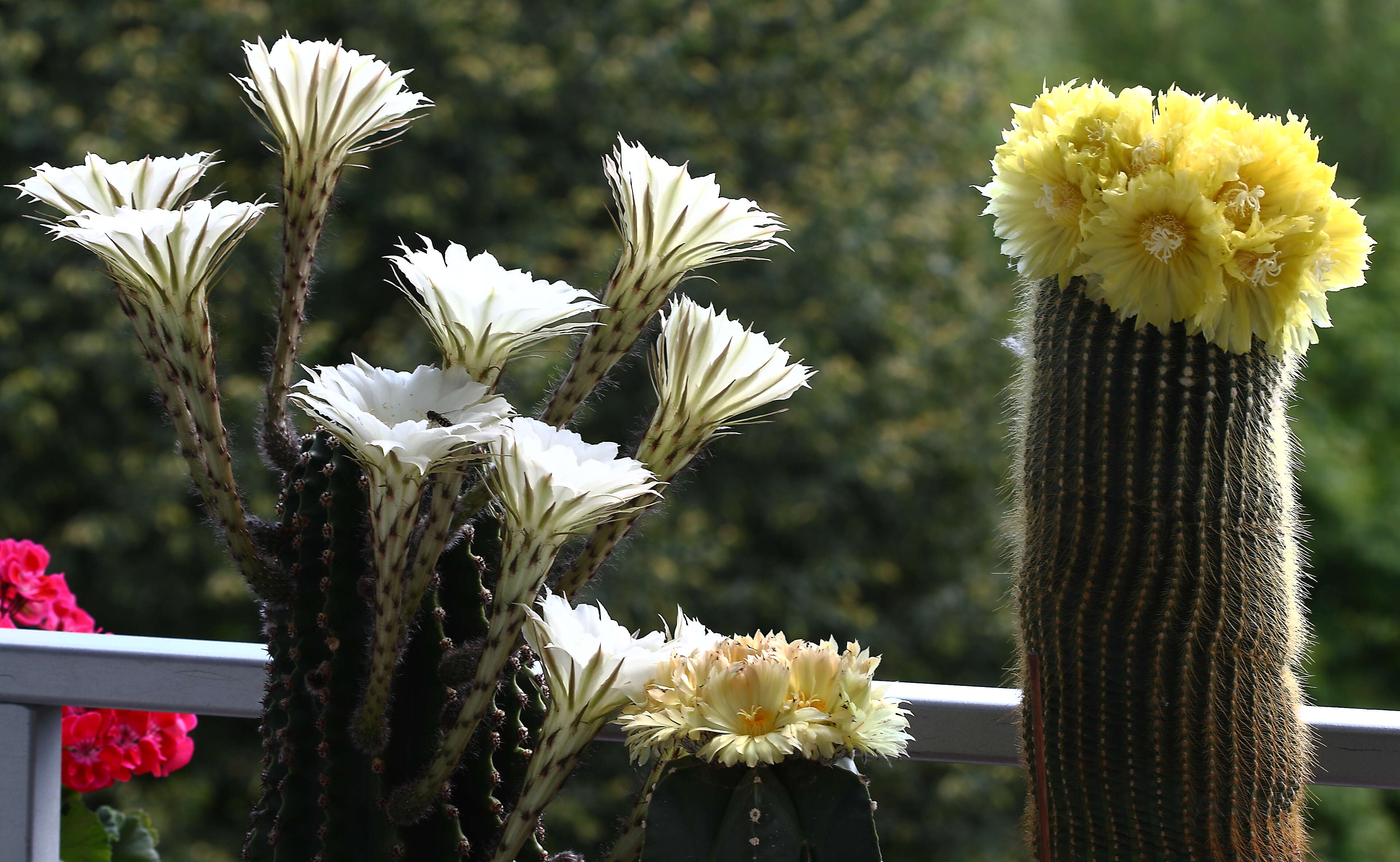 Image of Echinopsis oxygona