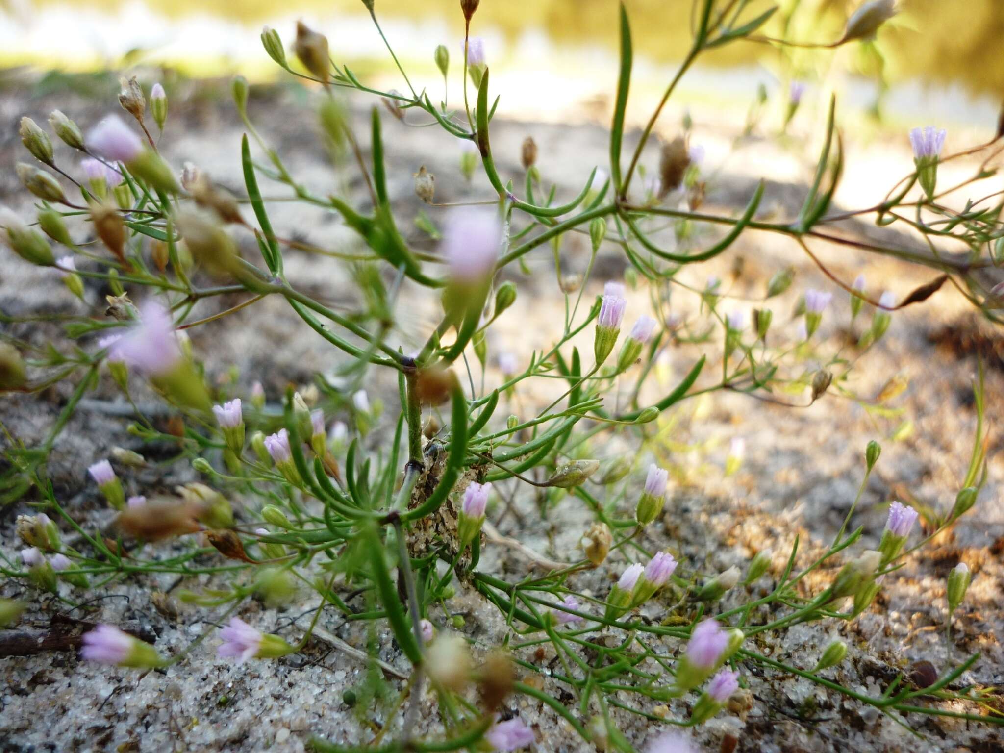 Imagem de Psammophiliella muralis (L.)