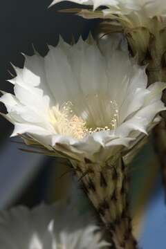 Echinopsis oxygona resmi