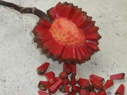 Image of Pandanus montanus Bory