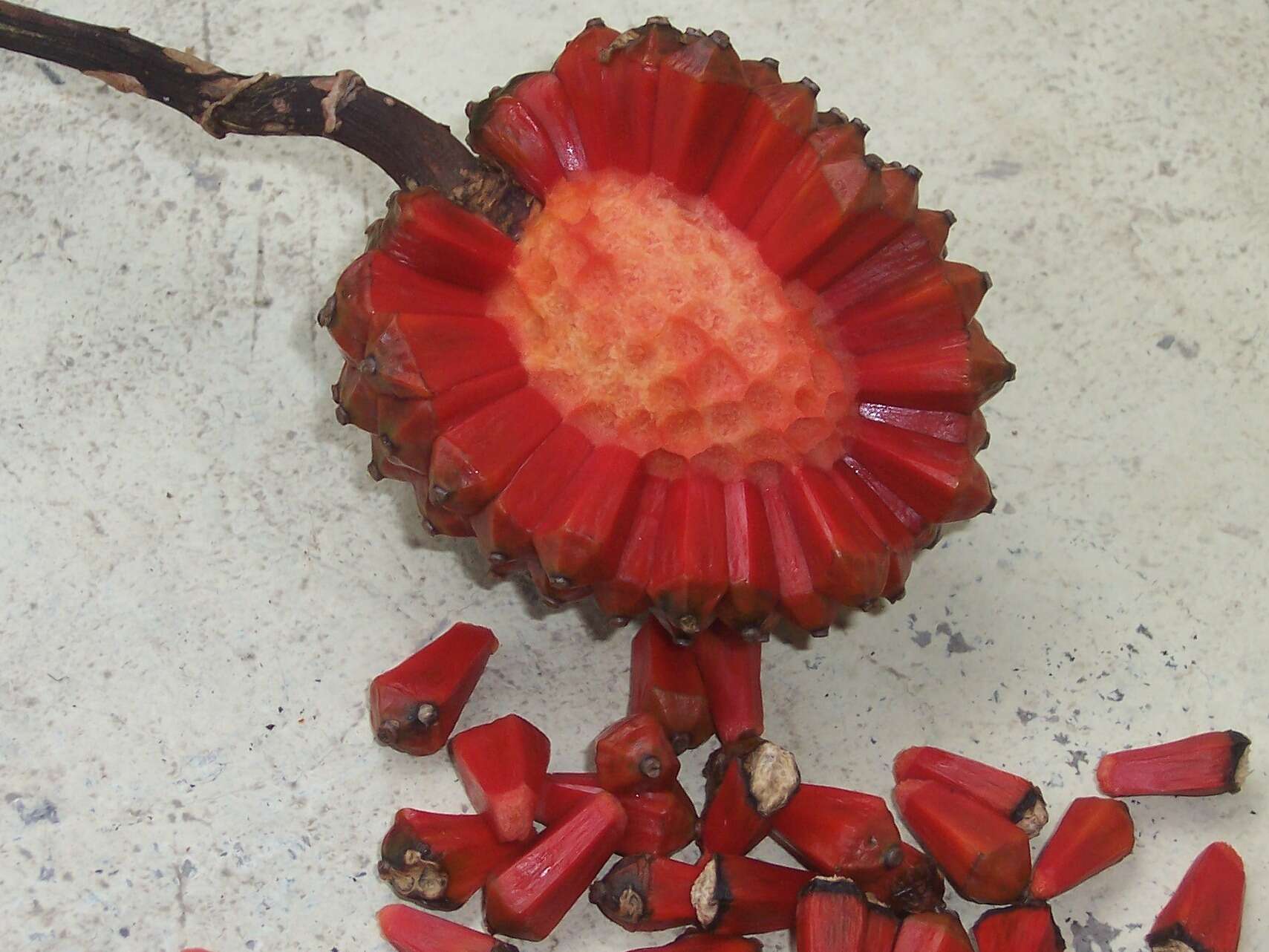 Image of Pandanus montanus Bory