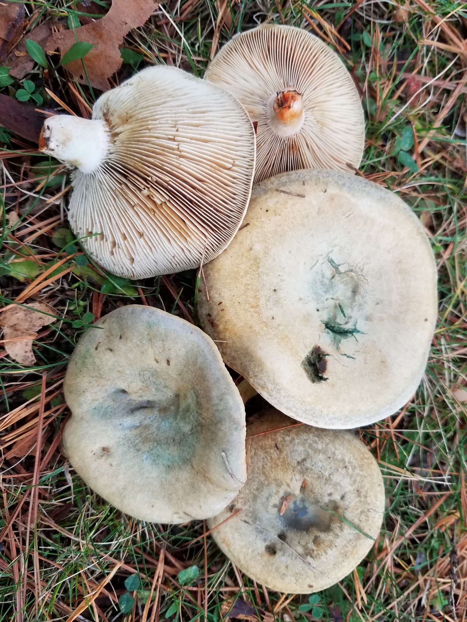 Image of Lactarius chelidonium Peck 1872