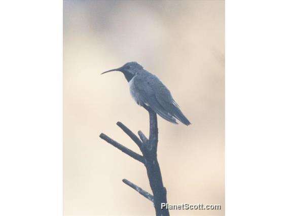 Image of Andean Hillstar