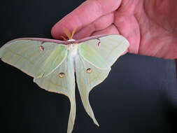 Image of Luna Moth