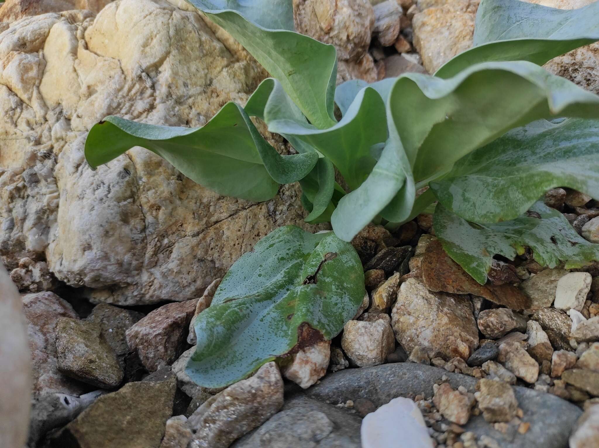 Image de Mertensia maritima subsp. maritima