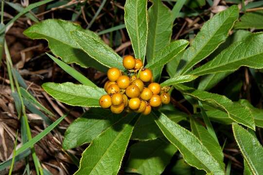 Image of Searsia harveyi (Moffett) Moffett