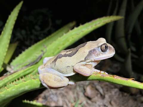 Image de Leptopelis mossambicus Poynton 1985