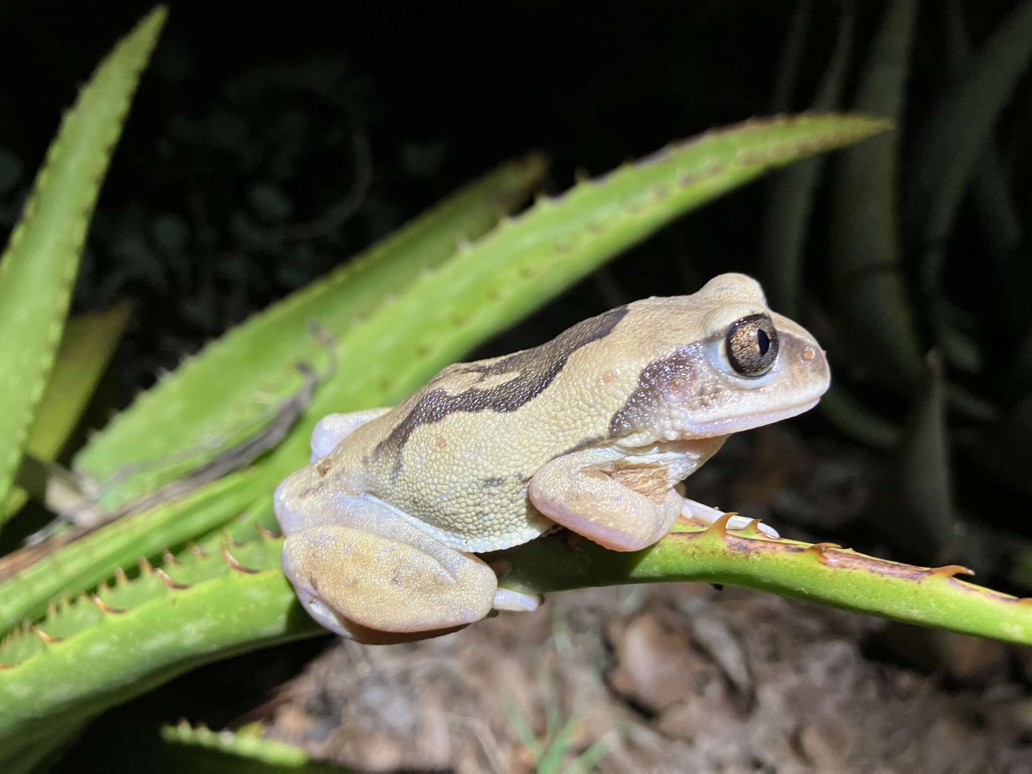 Image of Mozambique tree frog