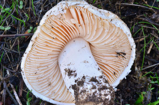 Image of Saproamanita pruittii (A. H. Sm. ex Tulloss, J. Lindgr. & D. Arora) Redhead, Vizzini, Drehmel & Contu 2016