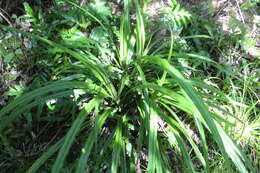 Astelia fragrans Colenso的圖片