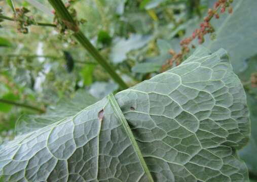 Imagem de Rumex obtusifolius subsp. sylvestris (Lam.) Celak.