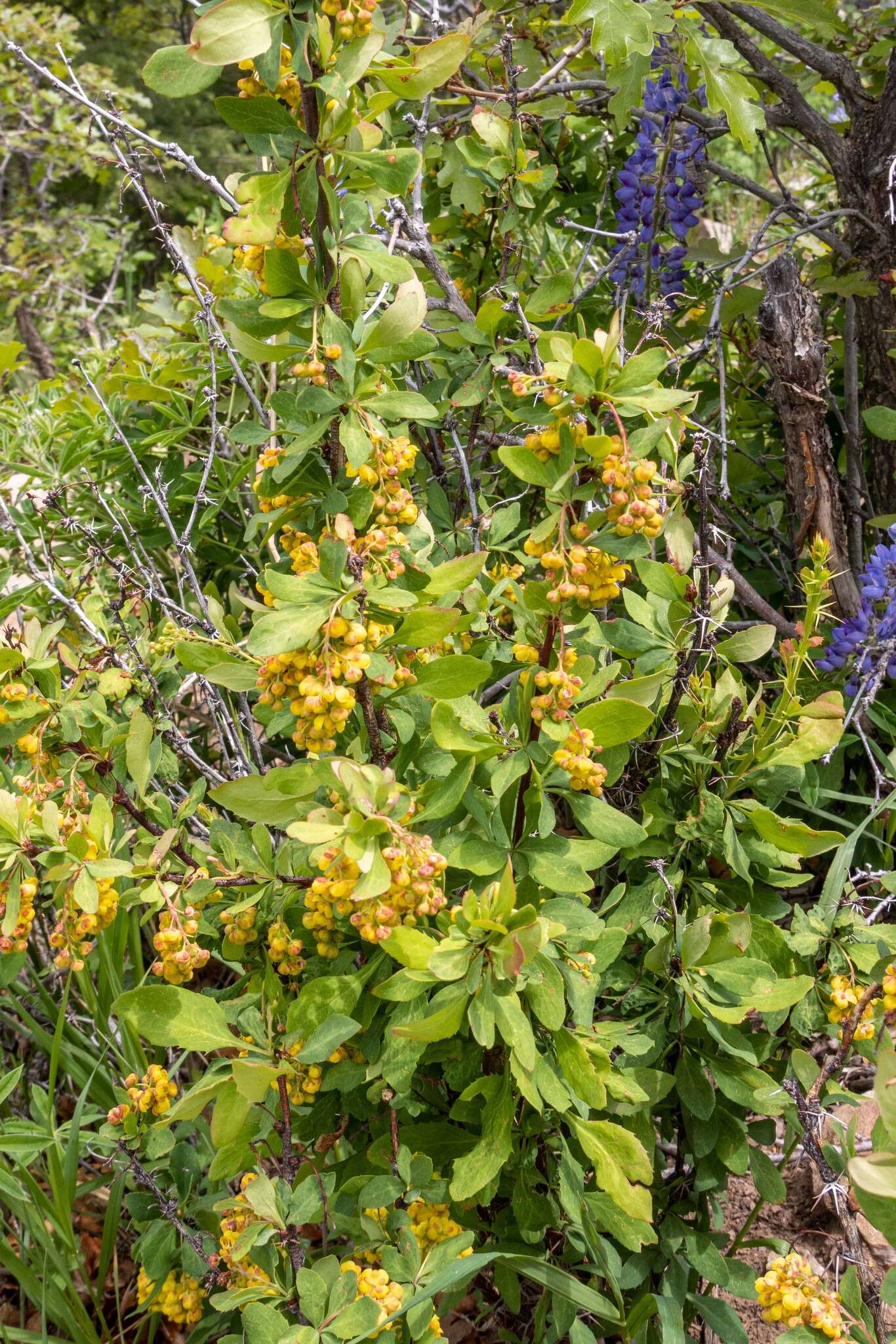 Plancia ëd Berberis fendleri A. Gray