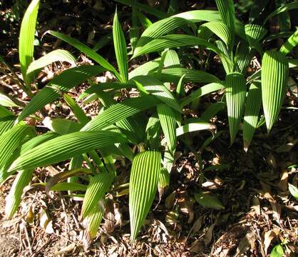 Image of Palm-Grass