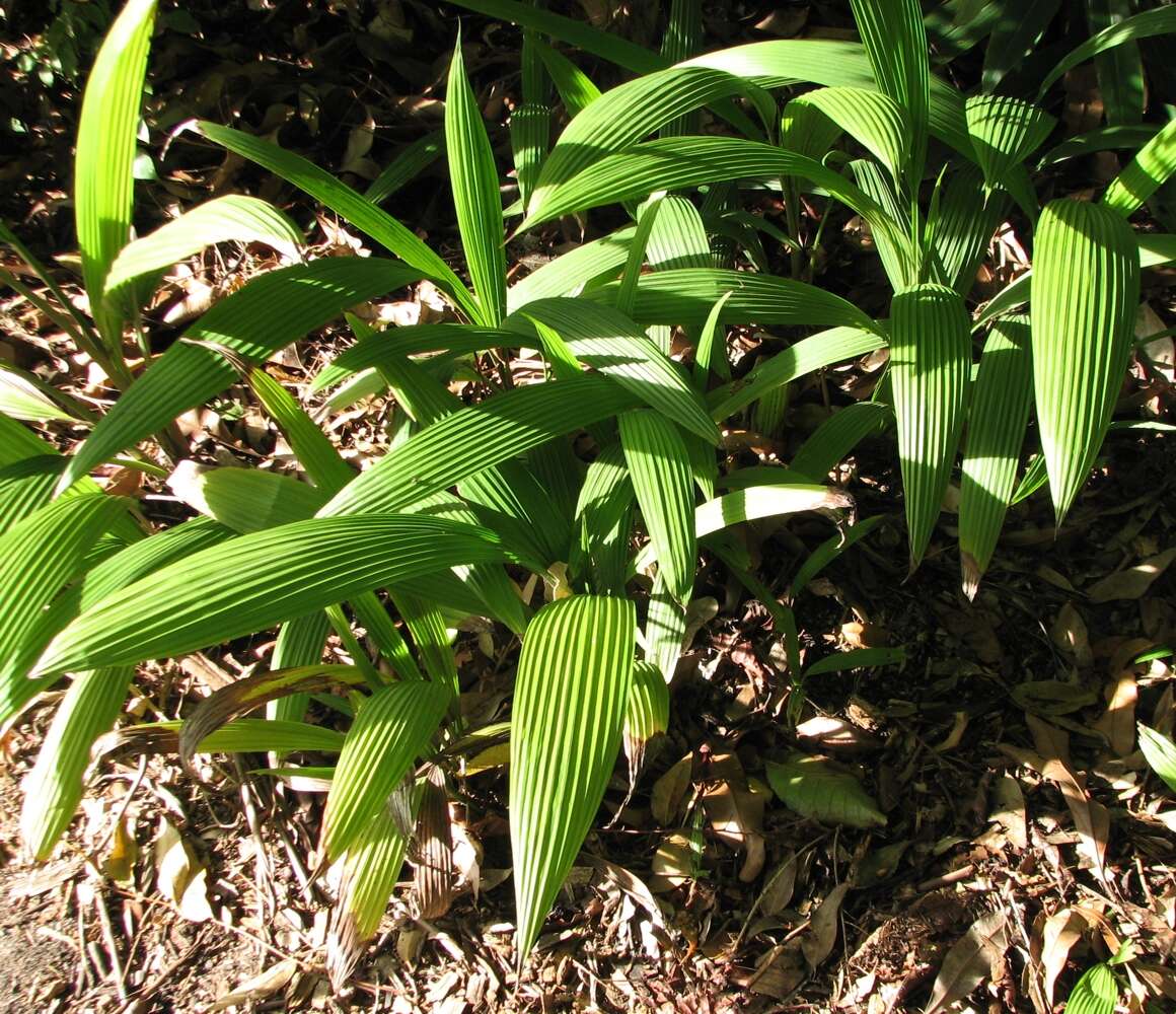 Image of Palm-Grass