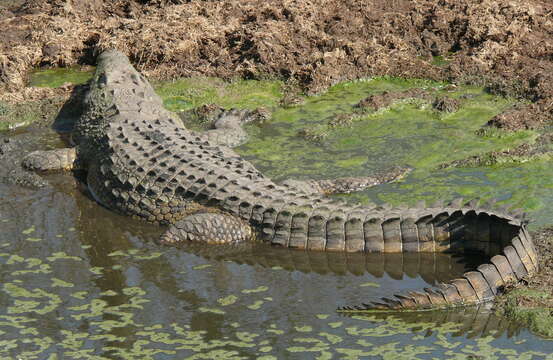 Image of Nile crocodile