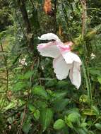 Image of Hibiscus heterophyllus Vent.