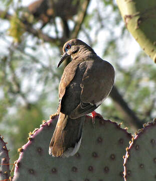 Image of White-winged Dove