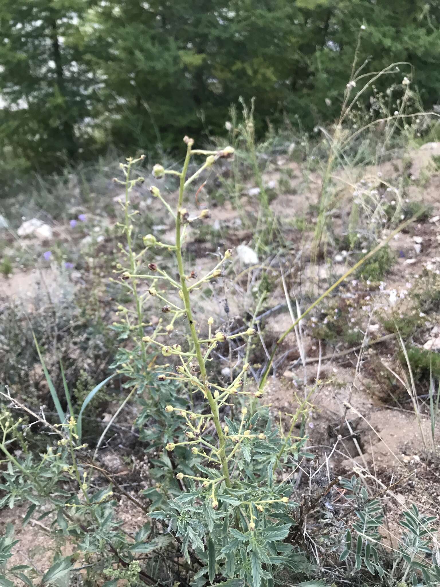 Image of Scrophularia incisa Weinm.