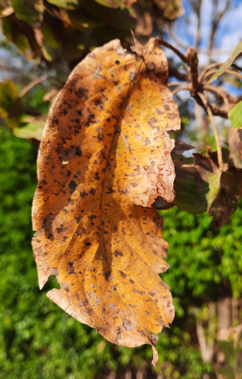 Image of Terminalia argentea Mart.