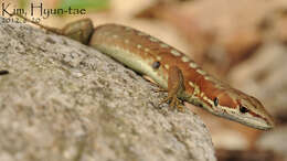 Image of Amur grass lizard