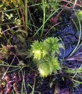 Image of toothed sphagnum