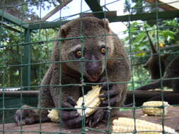 Image of brushtail possums and cuscuses