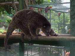 Image of brushtail possums and cuscuses