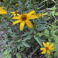 Image of mountain oxeye