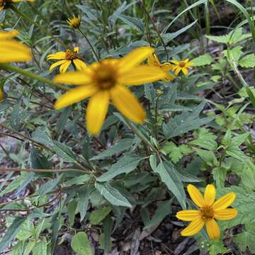 Image of mountain oxeye