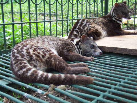 Image of Oriental Civet