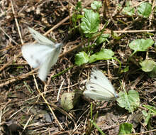 Image of Pieris dulcinea (Butler 1882)