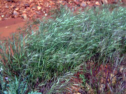 Image of compact brome